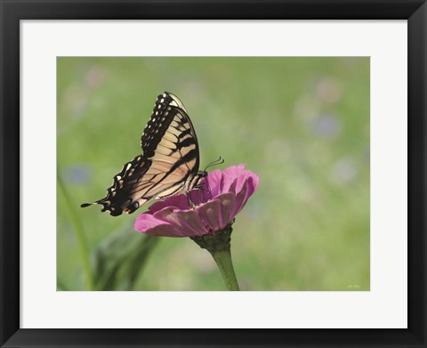 Framed Butterfly Resting Spot I Print