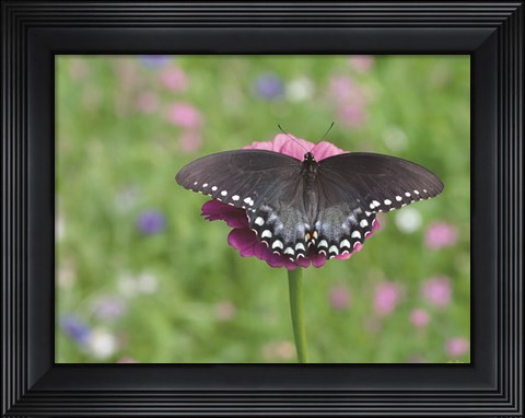 Framed Butterfly Resting Spot II Print