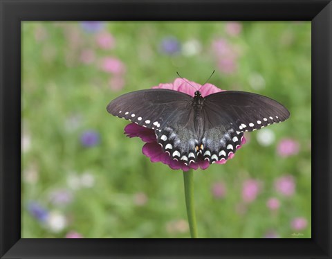 Framed Butterfly Resting Spot II Print