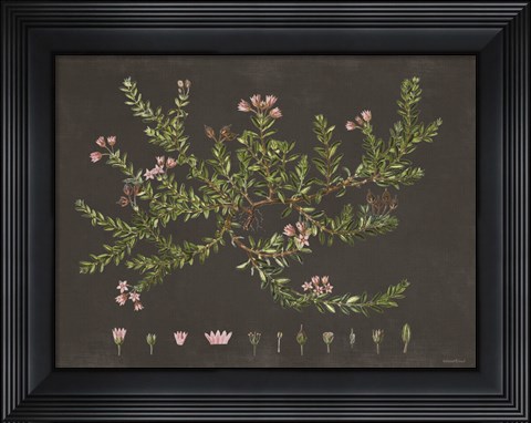 Framed Alpine Azalea Print