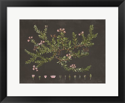 Framed Alpine Azalea Print