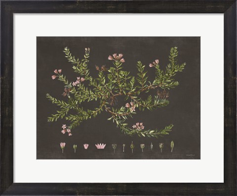 Framed Alpine Azalea Print