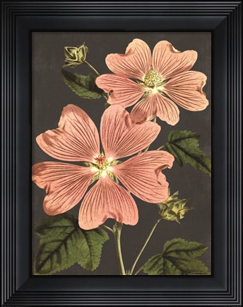 Framed Pink Anemone Print