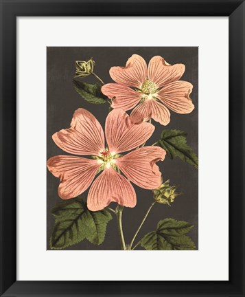 Framed Pink Anemone Print