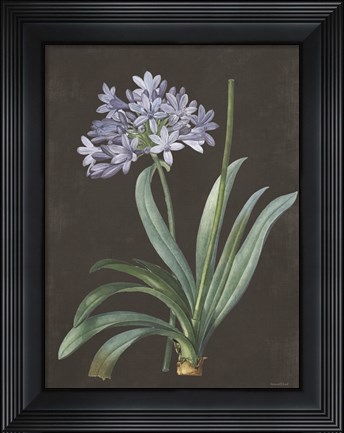 Framed Bulb Study Print