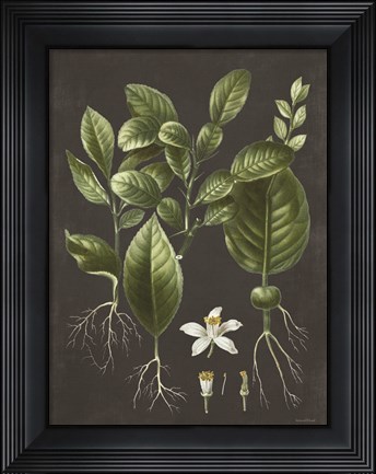 Framed Citrus Botanical Print