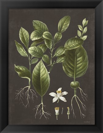 Framed Citrus Botanical Print