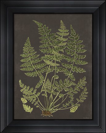 Framed Fern Study Print