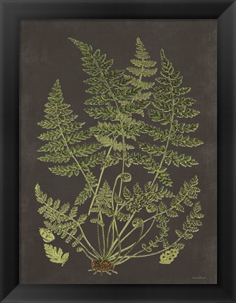 Framed Fern Study Print