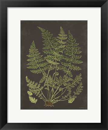 Framed Fern Study Print