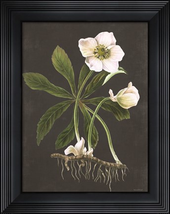 Framed Hellebore Print