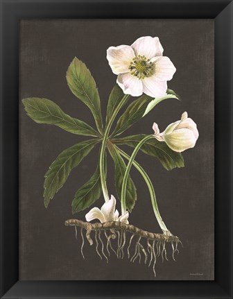 Framed Hellebore Print