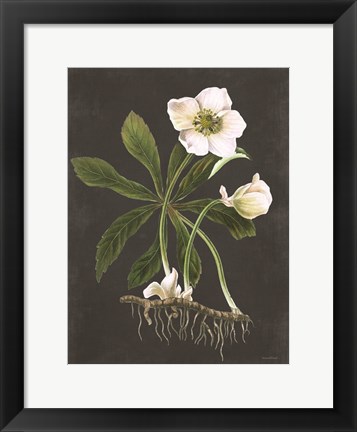 Framed Hellebore Print