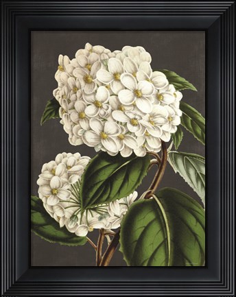 Framed Hydrangea Print