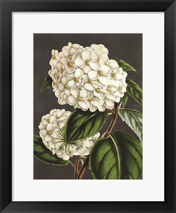 Framed Hydrangea Print