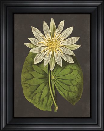 Framed Lily Print
