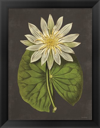 Framed Lily Print