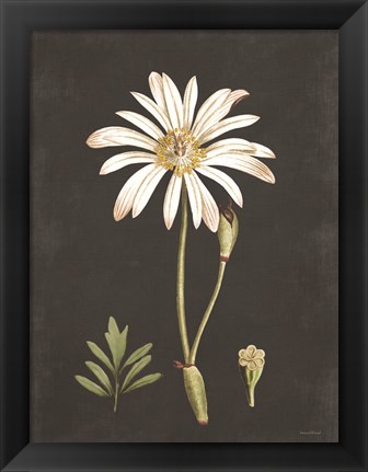 Framed Naturalist Bloom Study Print