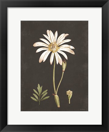 Framed Naturalist Bloom Study Print