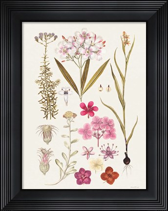 Framed Vintage Bloom Study Print