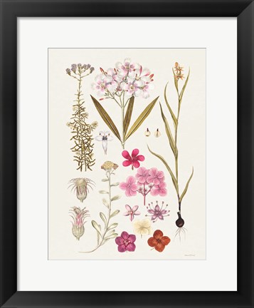 Framed Vintage Bloom Study Print