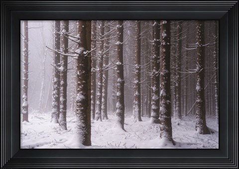 Framed Red Woods Print