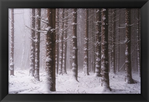 Framed Red Woods Print