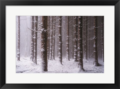 Framed Red Woods Print