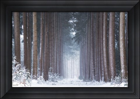 Framed Polar Winter Print