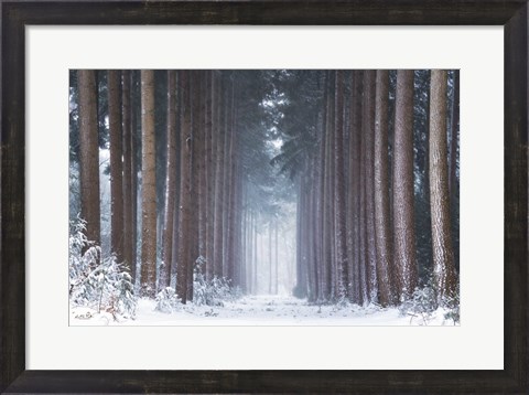Framed Polar Winter Print