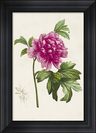 Framed Pretty Pink Botanicals I Print