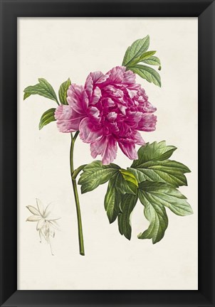 Framed Pretty Pink Botanicals I Print