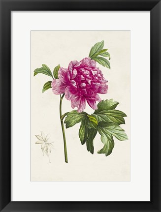 Framed Pretty Pink Botanicals I Print