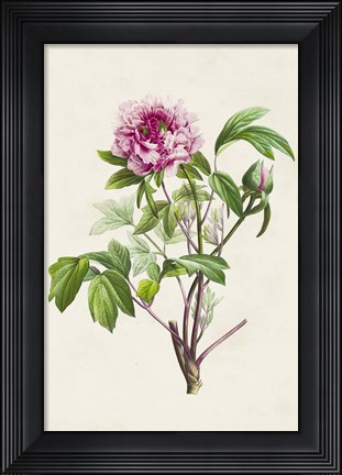 Framed Pretty Pink Botanicals V Print