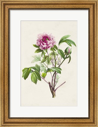 Framed Pretty Pink Botanicals V Print