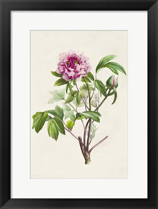 Framed Pretty Pink Botanicals V Print