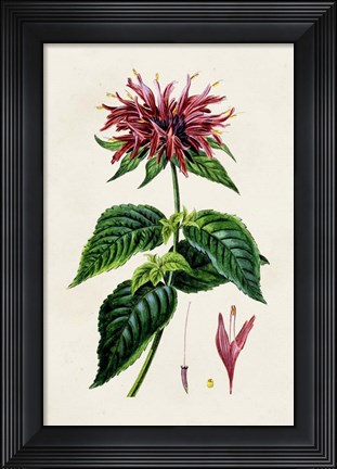 Framed Antique Floral Folio I Print