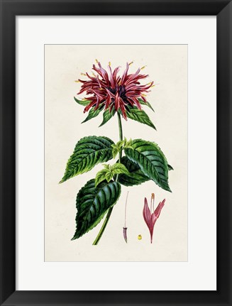 Framed Antique Floral Folio I Print