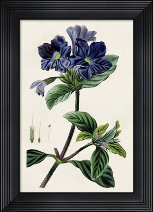 Framed Antique Floral Folio IV Print