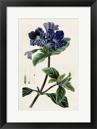 Framed Antique Floral Folio IV Print