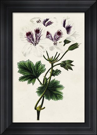 Framed Antique Floral Folio IX Print