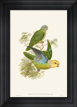 Framed Lime &amp; Cerulean Parrots I Print