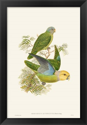 Framed Lime &amp; Cerulean Parrots I Print