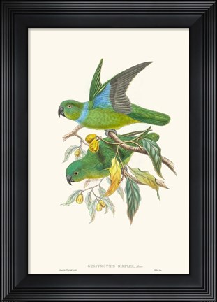 Framed Lime &amp; Cerulean Parrots II Print