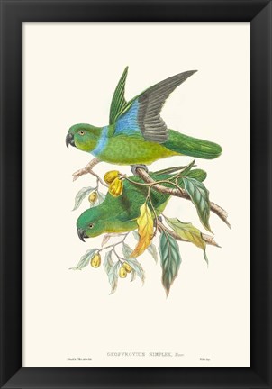 Framed Lime &amp; Cerulean Parrots II Print