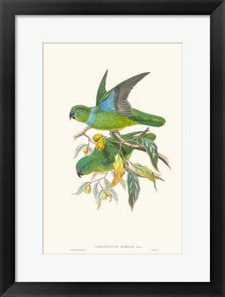 Framed Lime &amp; Cerulean Parrots II Print