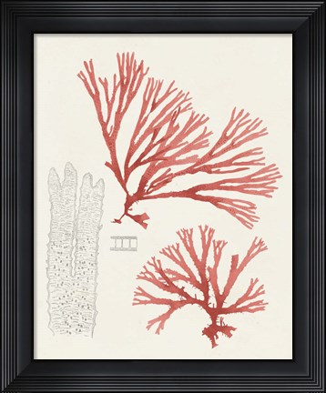 Framed Vintage Coral Study I Print