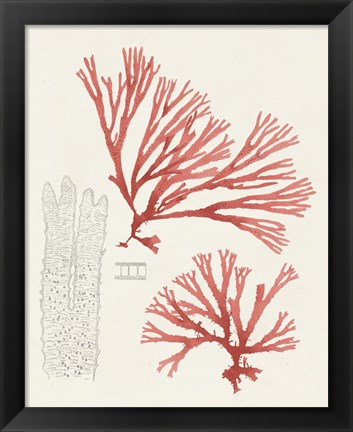 Framed Vintage Coral Study I Print