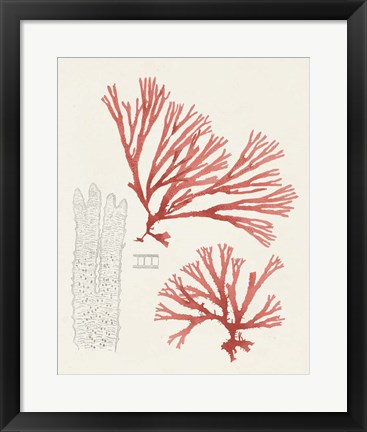 Framed Vintage Coral Study I Print