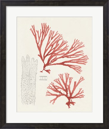 Framed Vintage Coral Study I Print